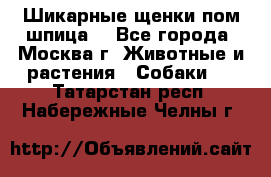 Шикарные щенки пом шпица  - Все города, Москва г. Животные и растения » Собаки   . Татарстан респ.,Набережные Челны г.